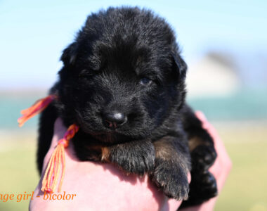 Miot LL – 2 tygodnie