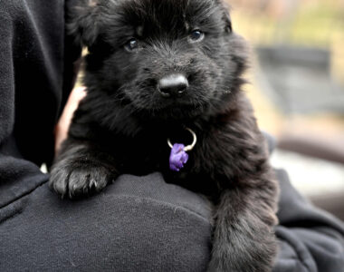 Miot LL – 3 tygodnie