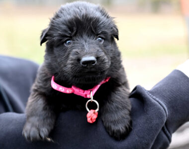 Suczka czarna z miotu LL – 4 tygodnie, do odbioru pod koniec kwietnia