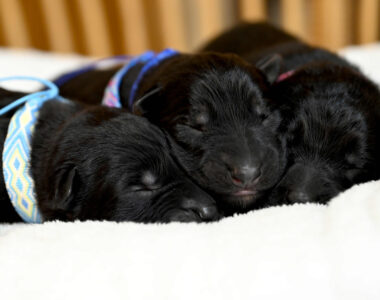 Miot LL – 1 tydzień