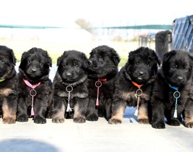 Miot LL – 4 tygodnie