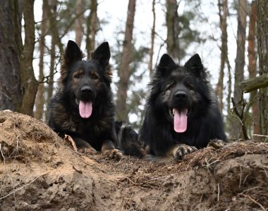 Zapowiedź miotu maj 2025