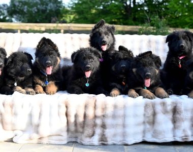 Miot LL – 8 tygodni