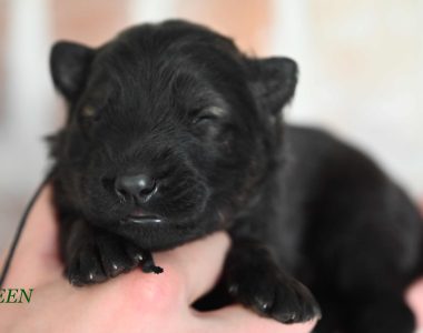 Miot MM – 1 tydzień