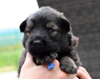 Miot MM – 2 tygodnie