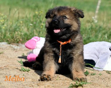 Dwie szuczki z miotu MM, do odbioru w sierpniu