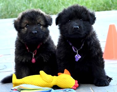 Miot MM – 6 tygodni