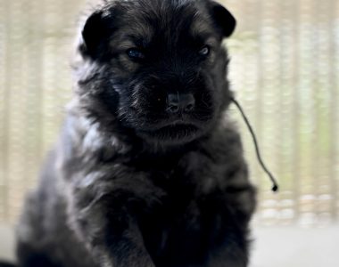 Miot NN – 2 tygodnie