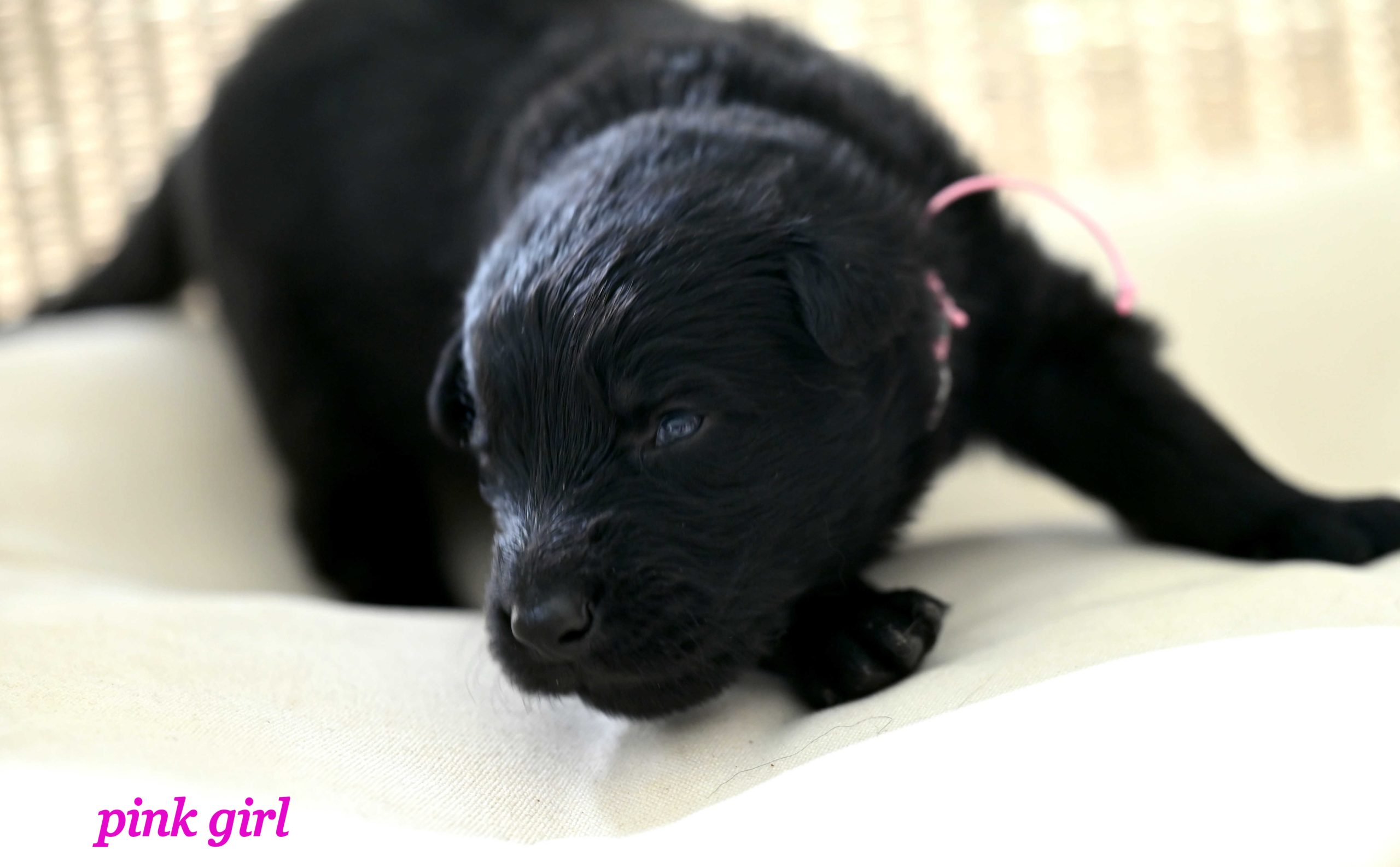 Miot_NN_2_tygodnie19