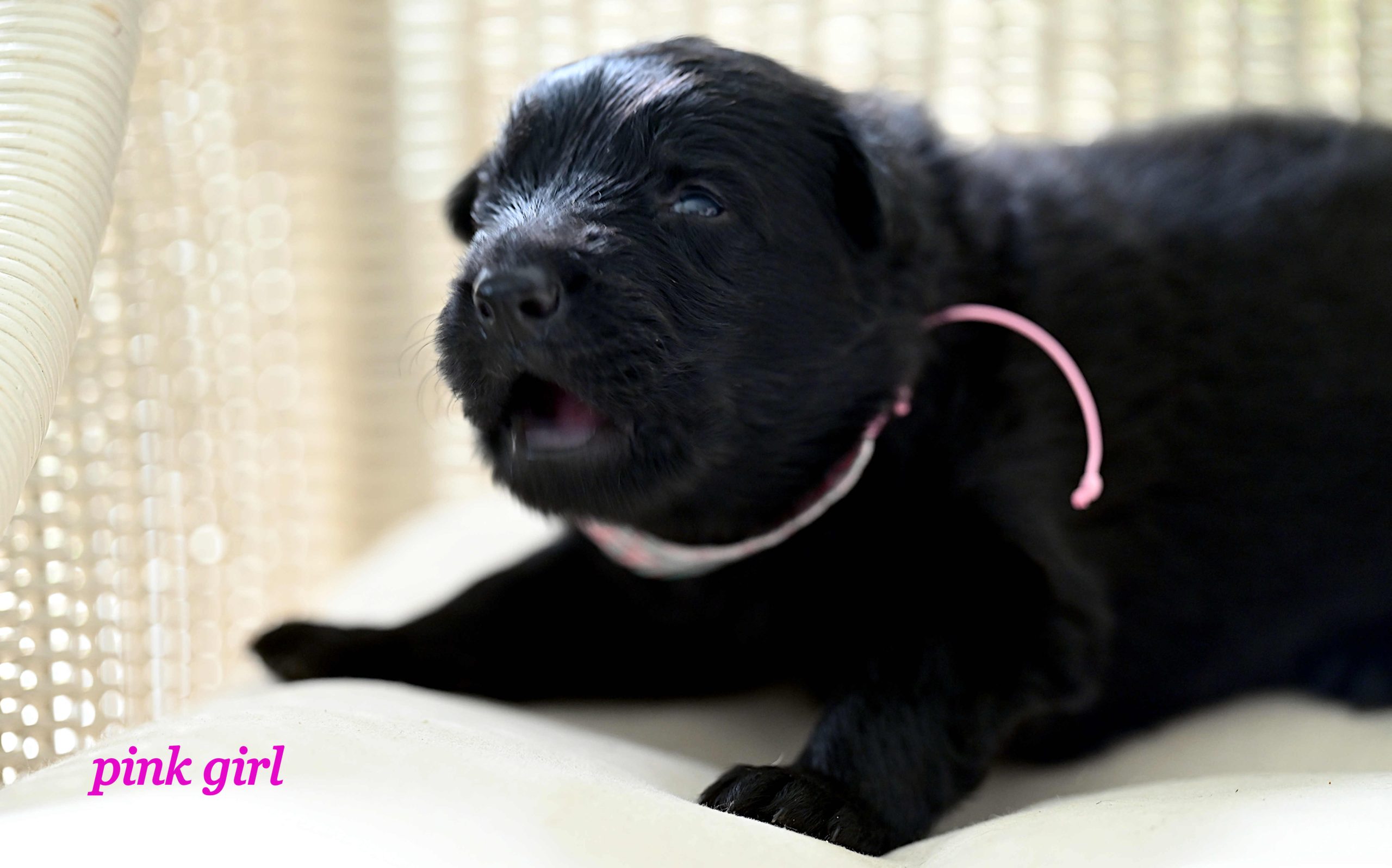 Miot_NN_2_tygodnie24