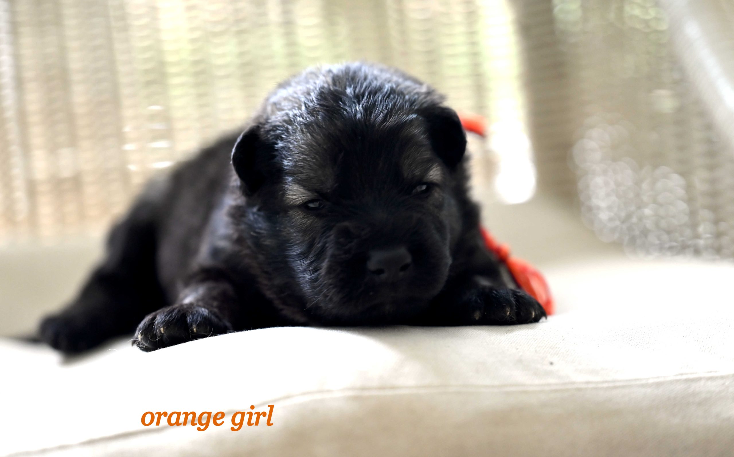 Miot_NN_2_tygodnie33