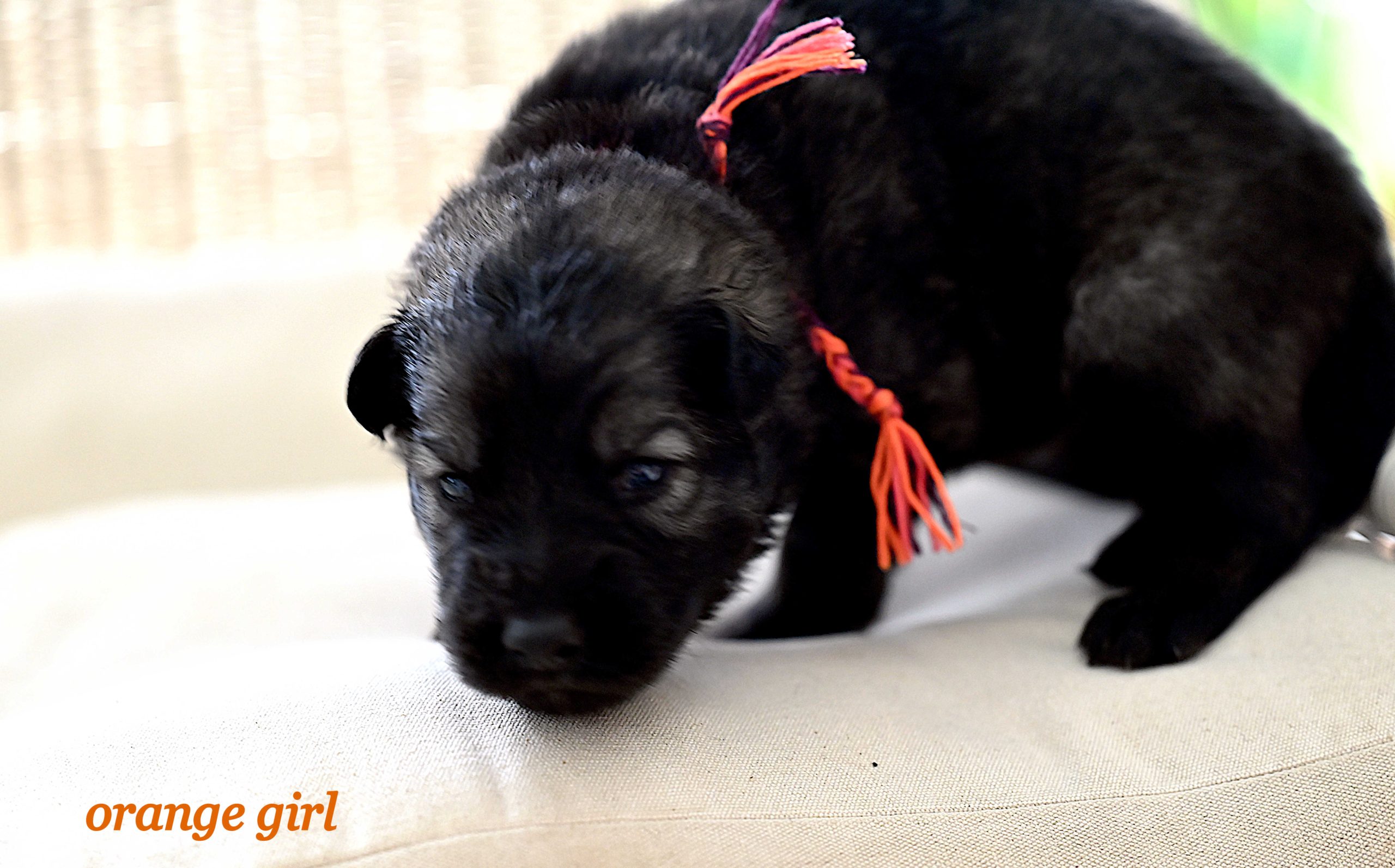 Miot_NN_2_tygodnie38