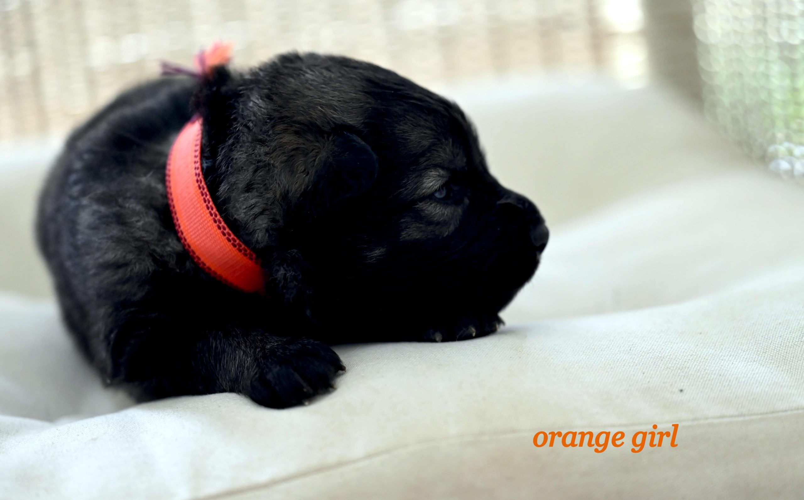 Miot_NN_2_tygodnie39