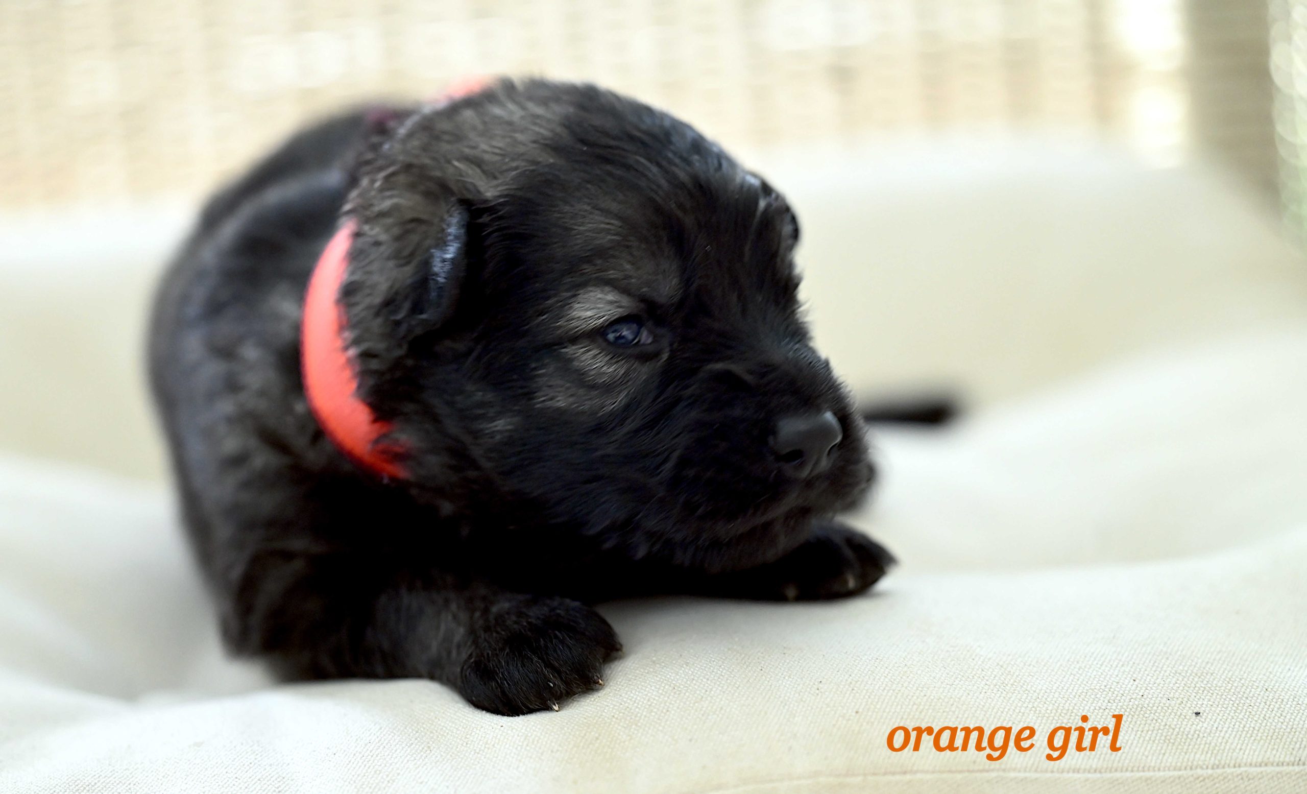 Miot_NN_2_tygodnie40