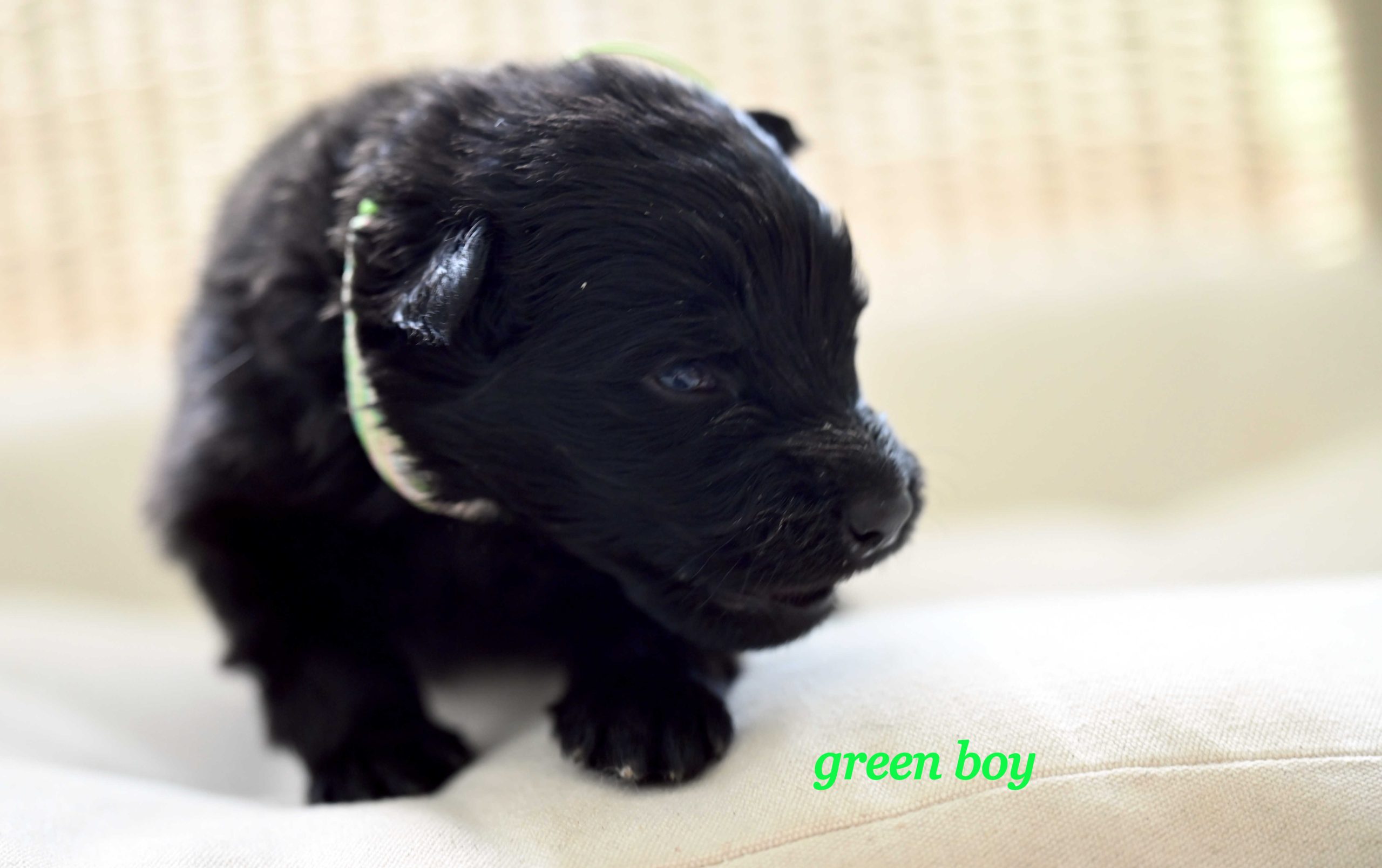 Miot_NN_2_tygodnie45