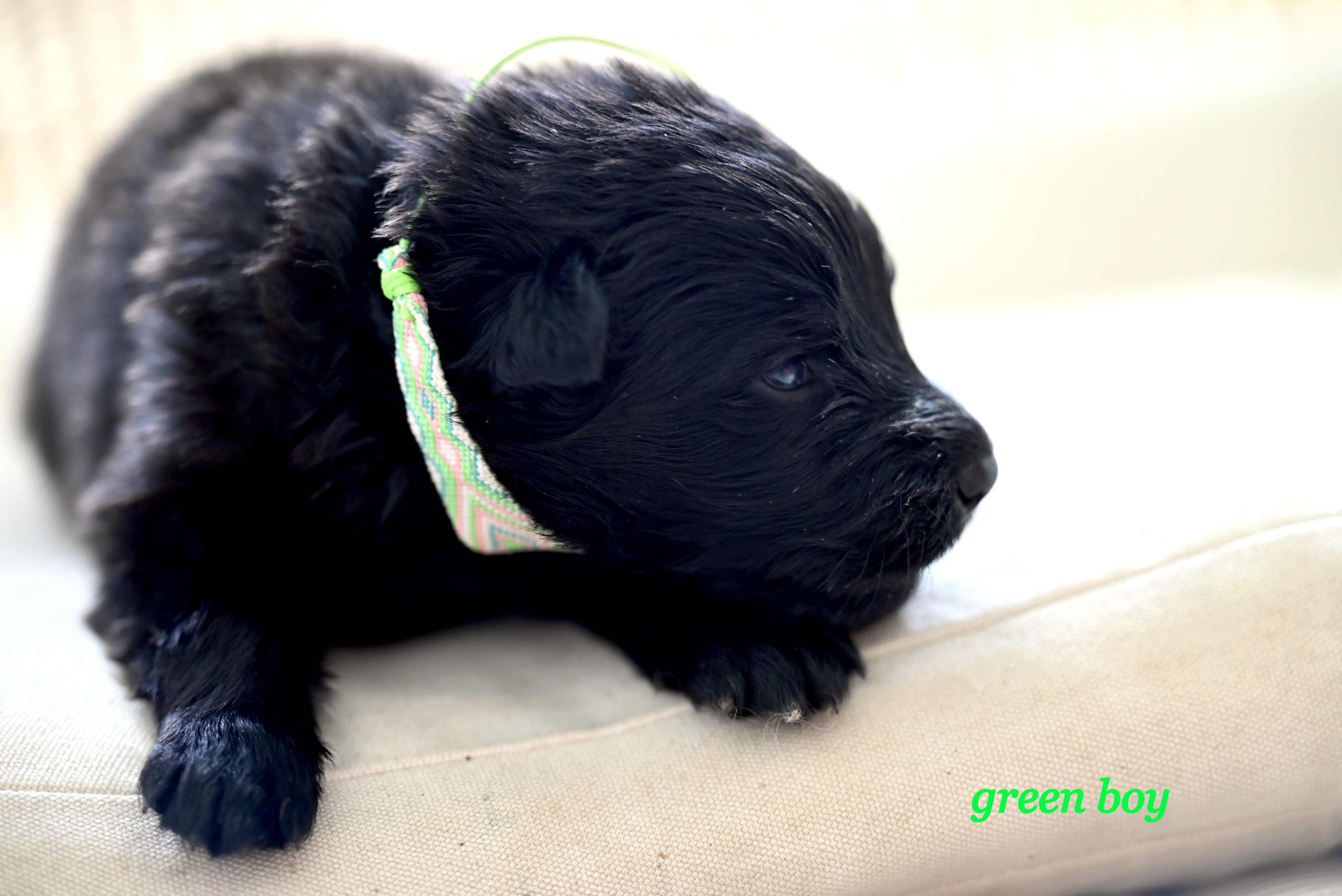 Miot_NN_2_tygodnie47