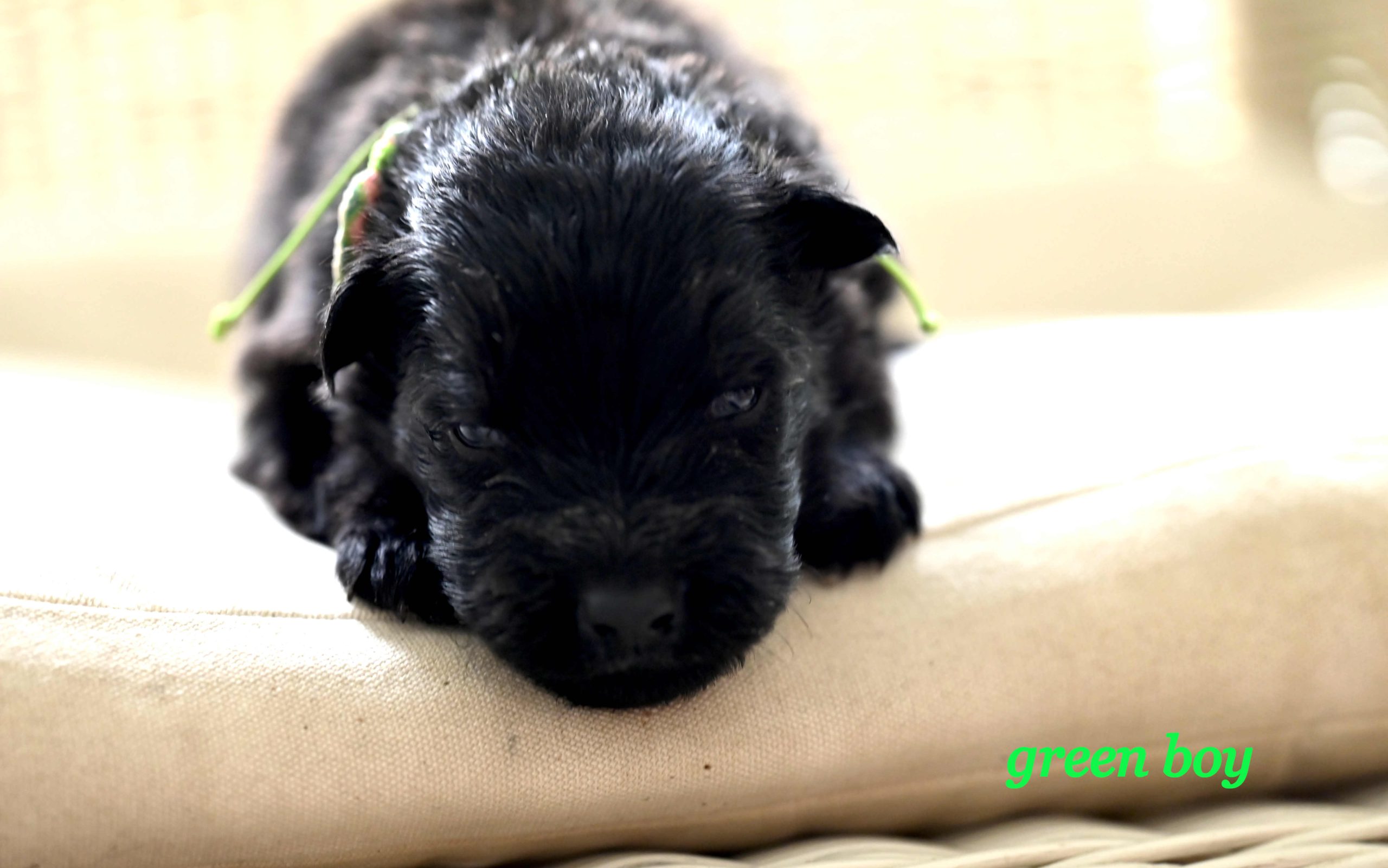 Miot_NN_2_tygodnie48