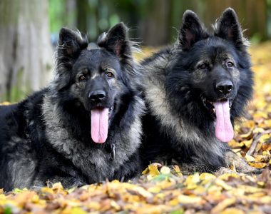 Zapowiedź Miotu październik 2025