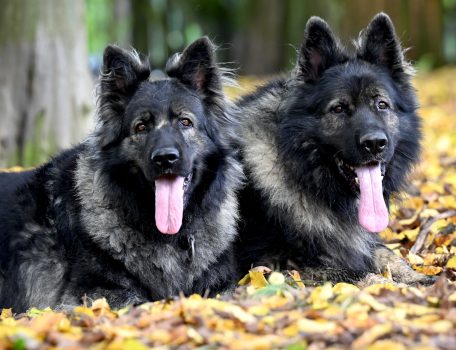 Zapowiedź Miotu październik 2025