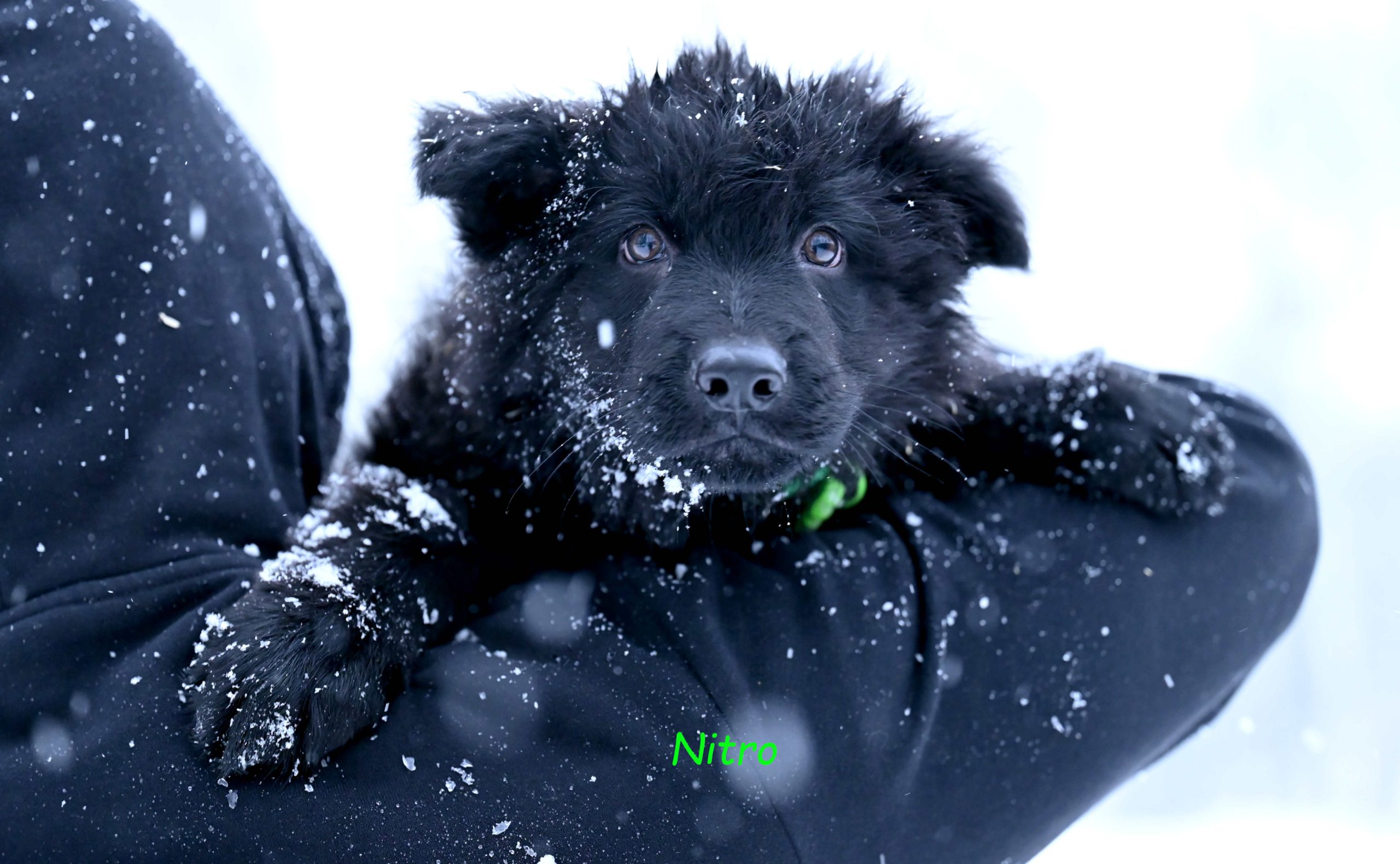 Czarny samiec z miotu NN, gotowy do odbioru (1)