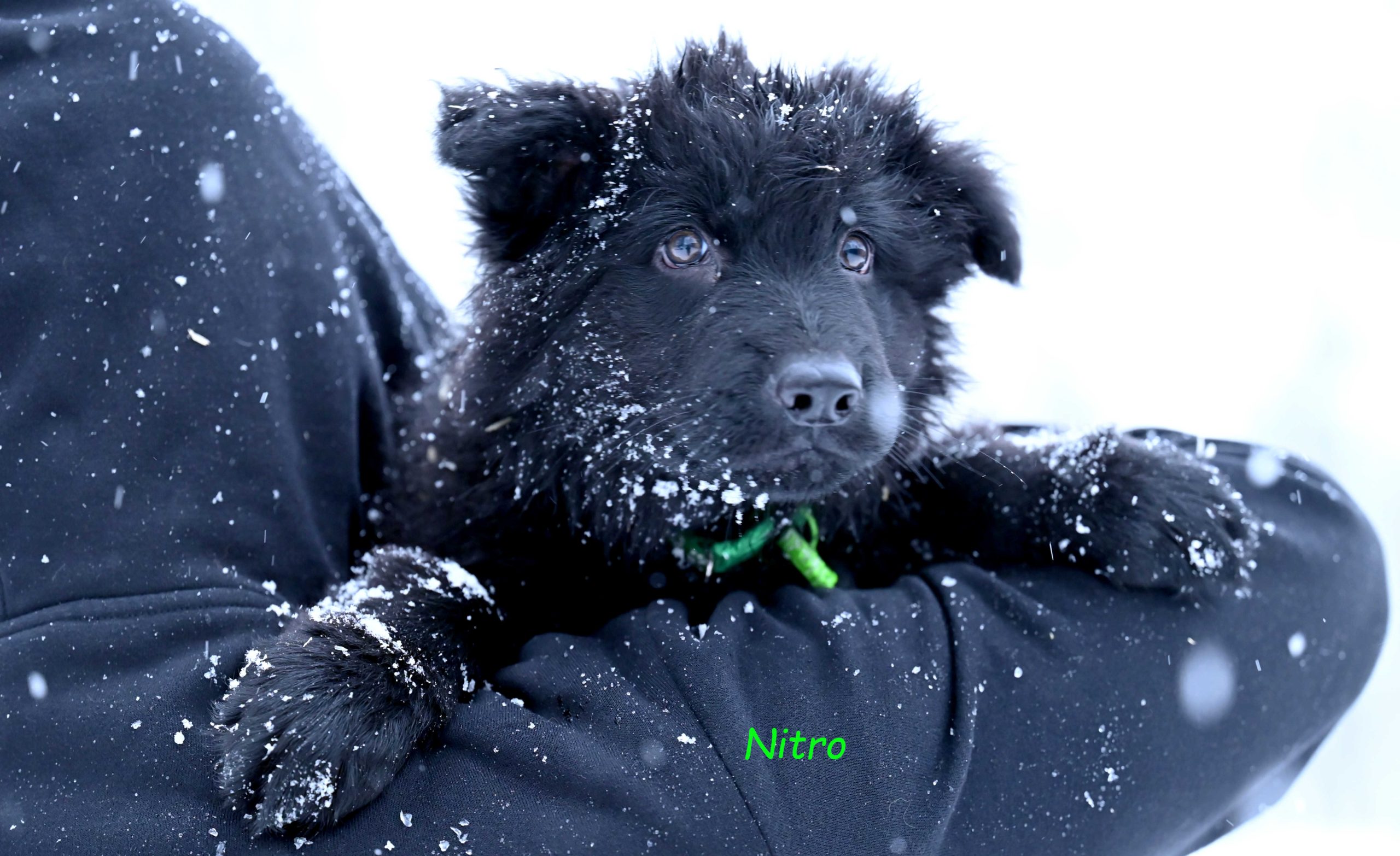 Czarny samiec z miotu NN, gotowy do odbioru (2)