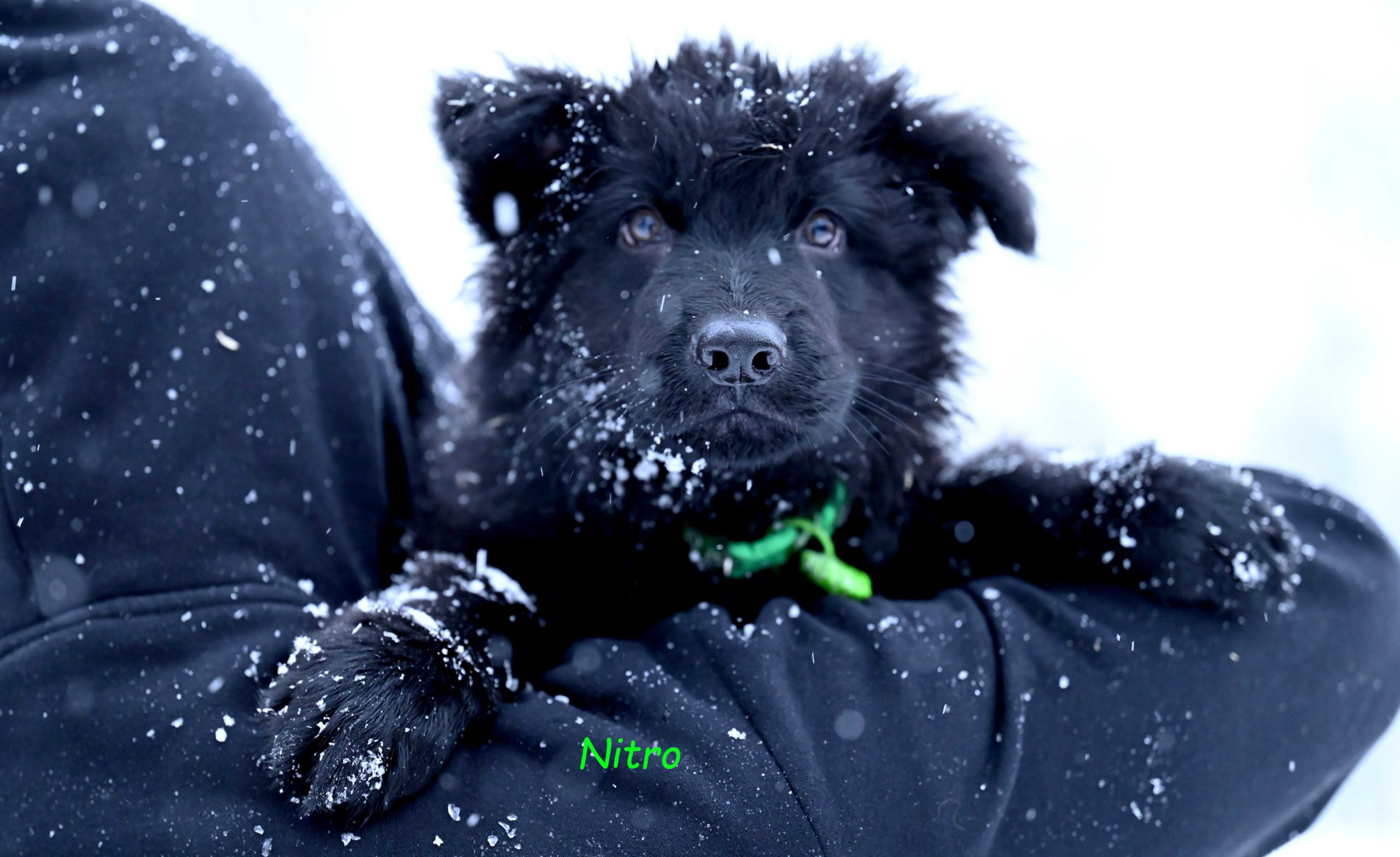 Czarny samiec z miotu NN, gotowy do odbioru (3)