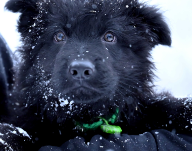 Czarny samiec z miotu NN, gotowy do odbioru