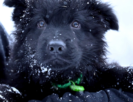 Czarny samiec z miotu NN, gotowy do odbioru