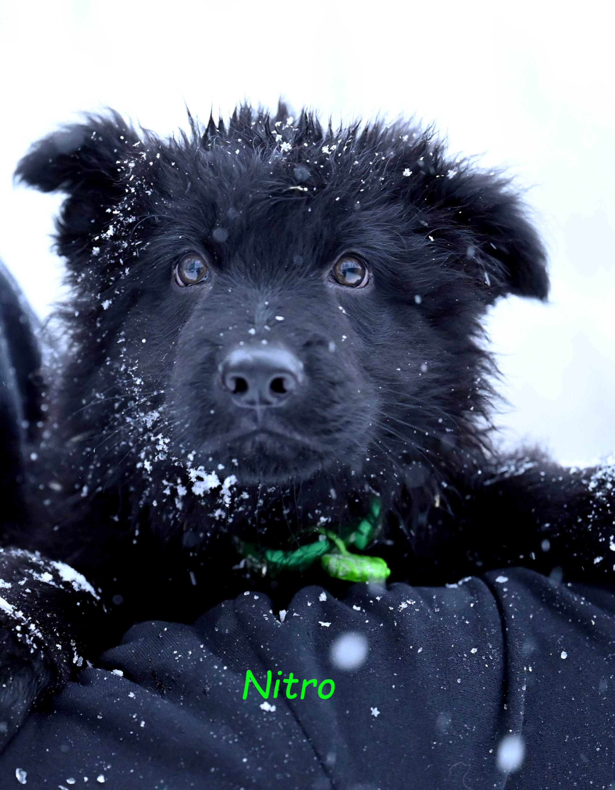 Czarny samiec z miotu NN, gotowy do odbioru_prof