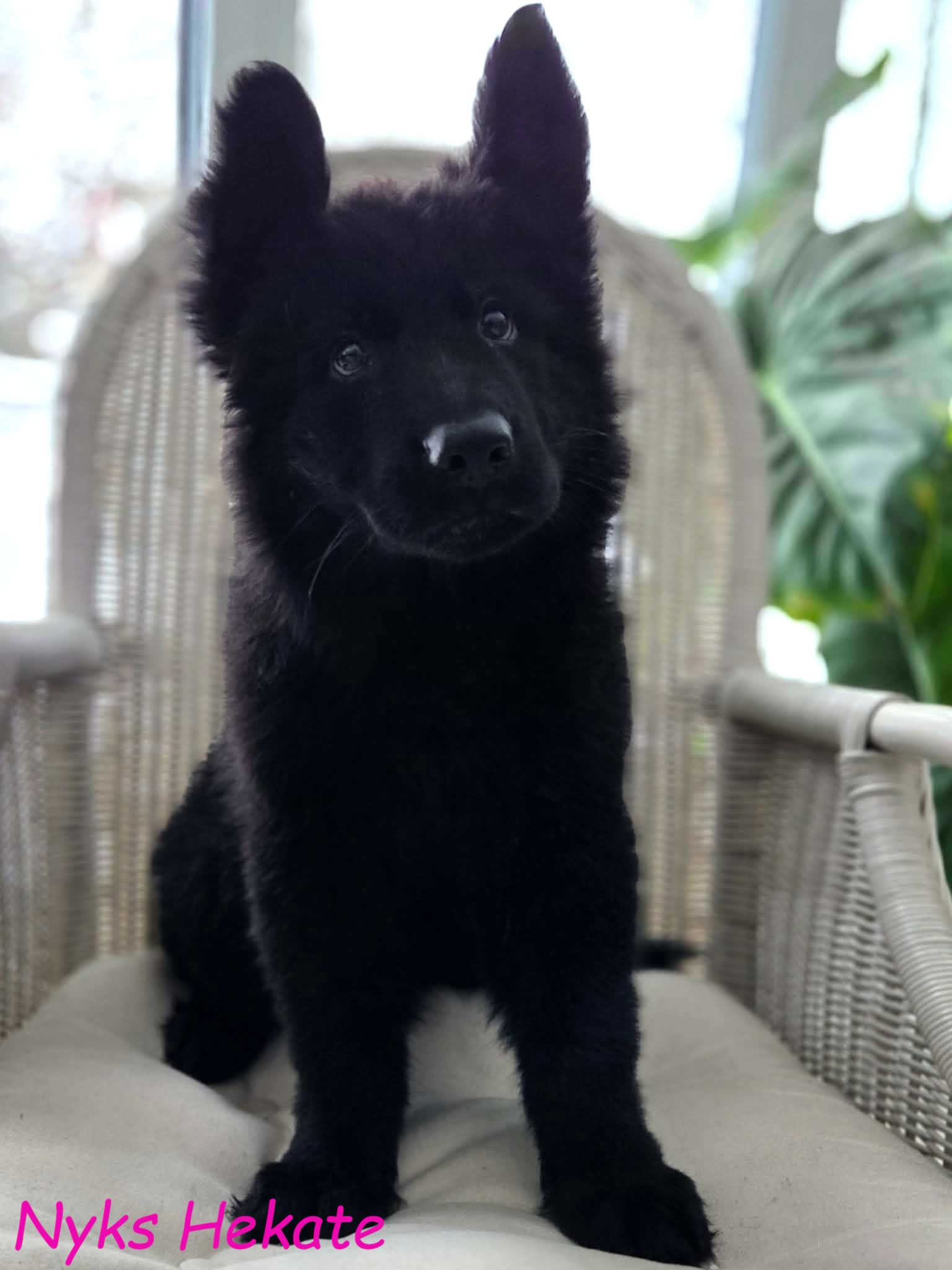 Miot NN – 9 tygodni (1)