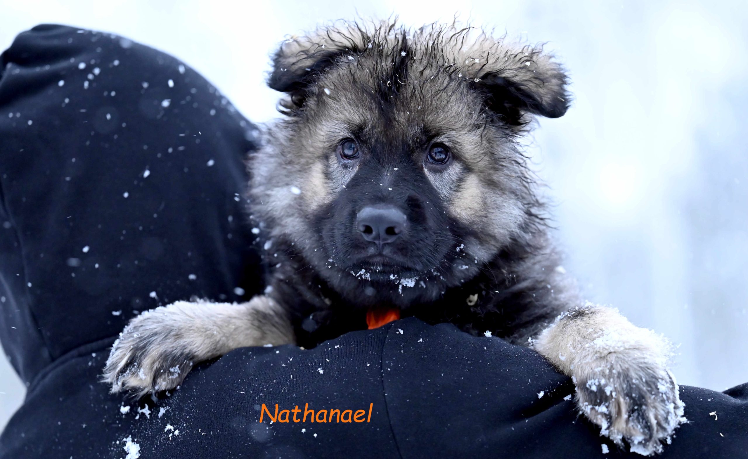 Miot NN – 9 tygodni (1)