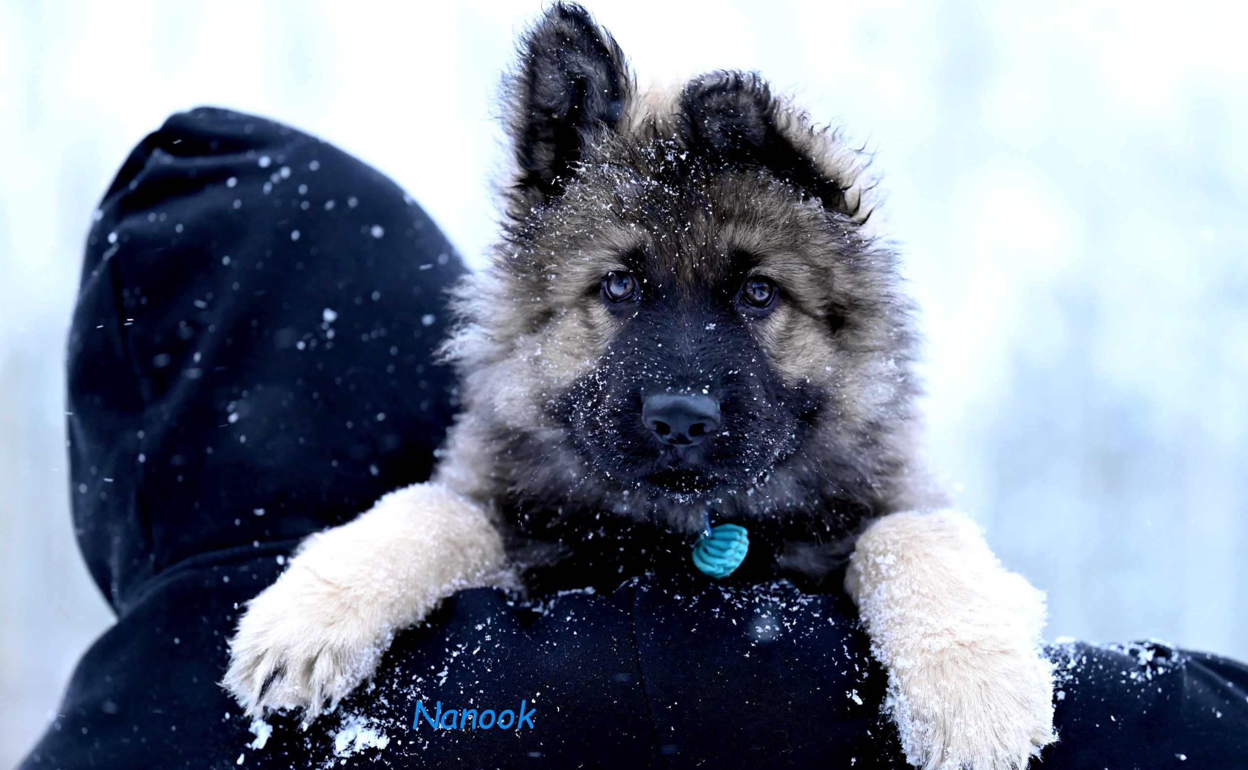 Miot NN – 9 tygodni (2)