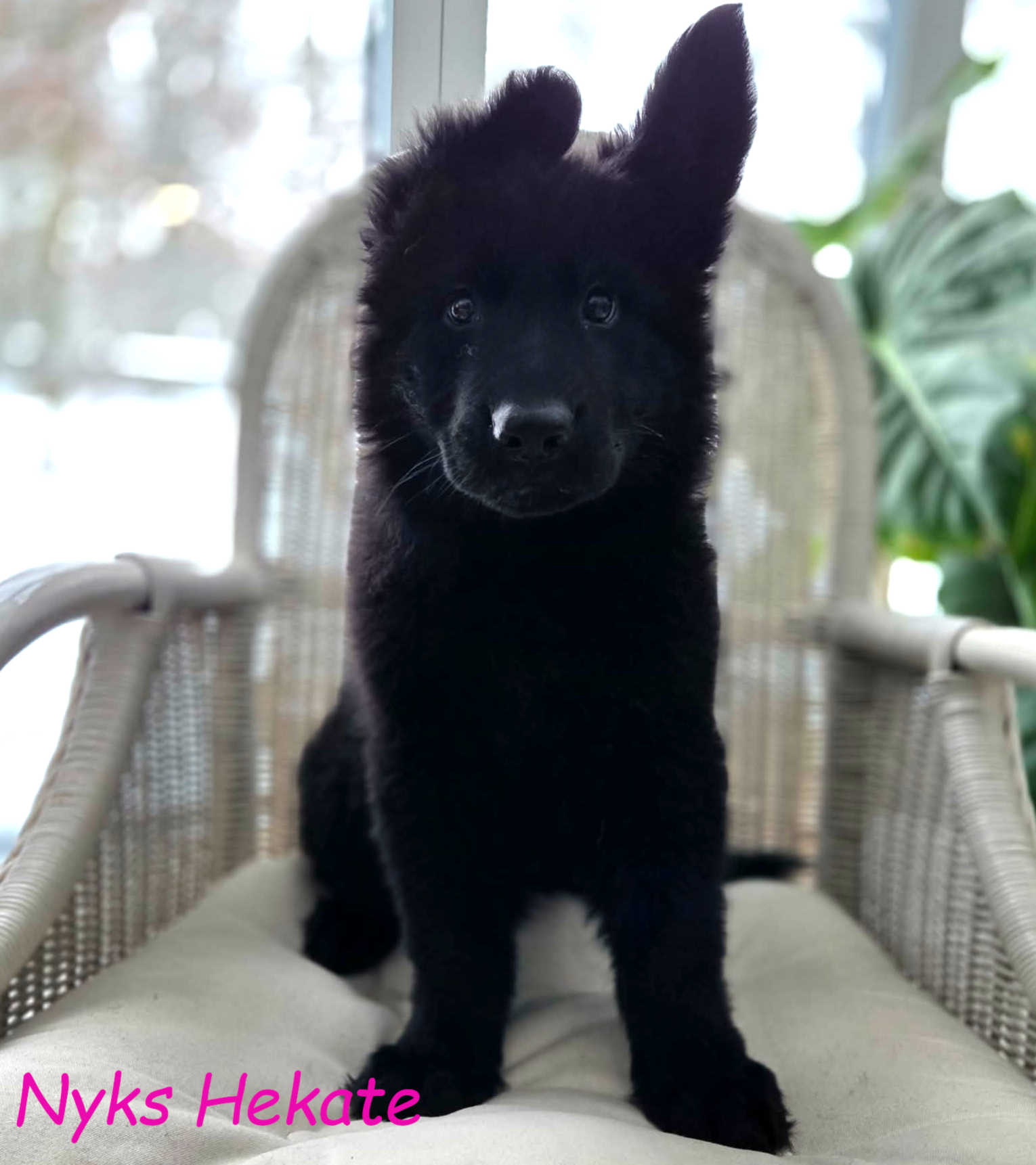 Miot NN – 9 tygodni (2)