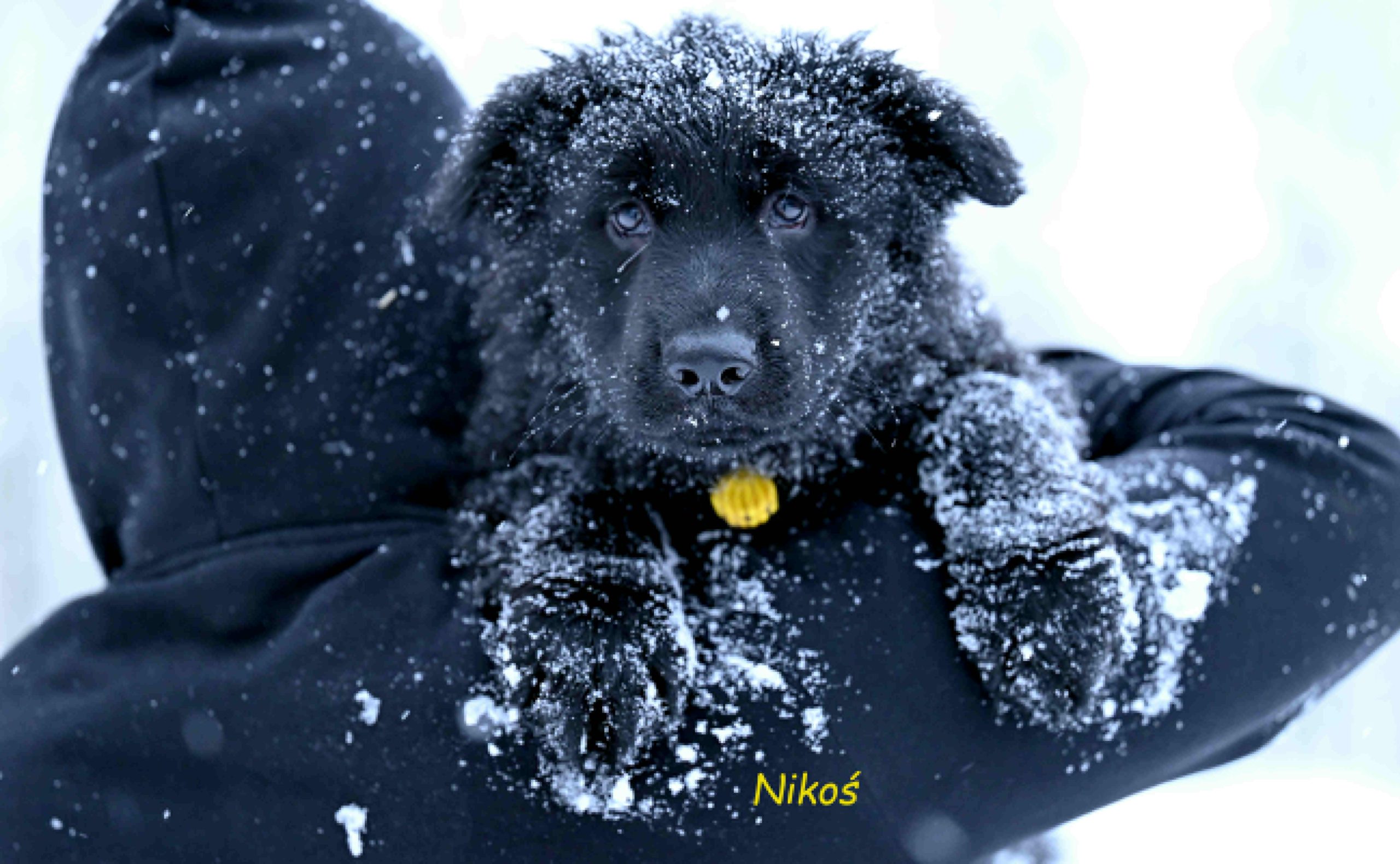 Miot NN – 9 tygodni (4)