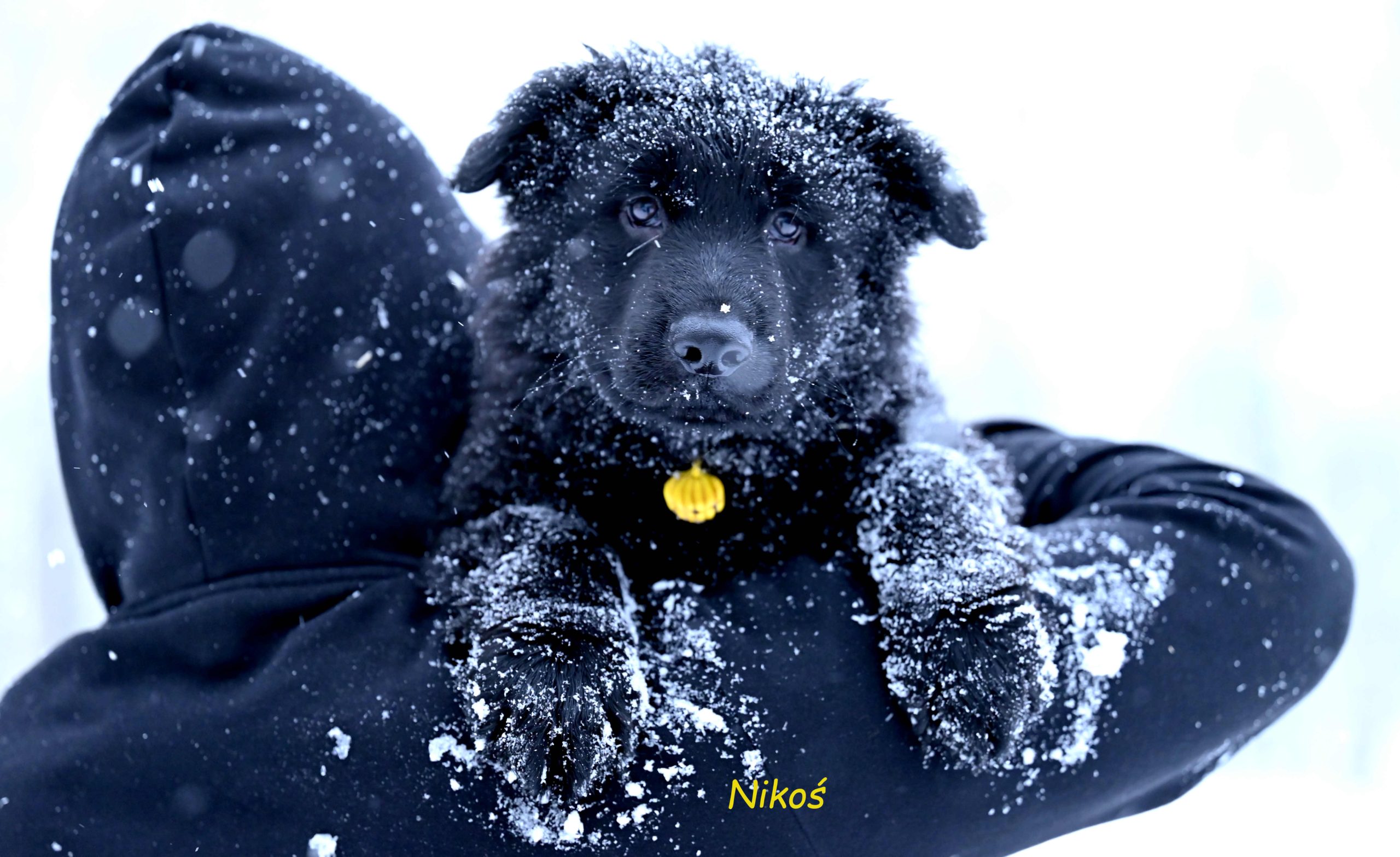 Miot NN – 9 tygodni (5)