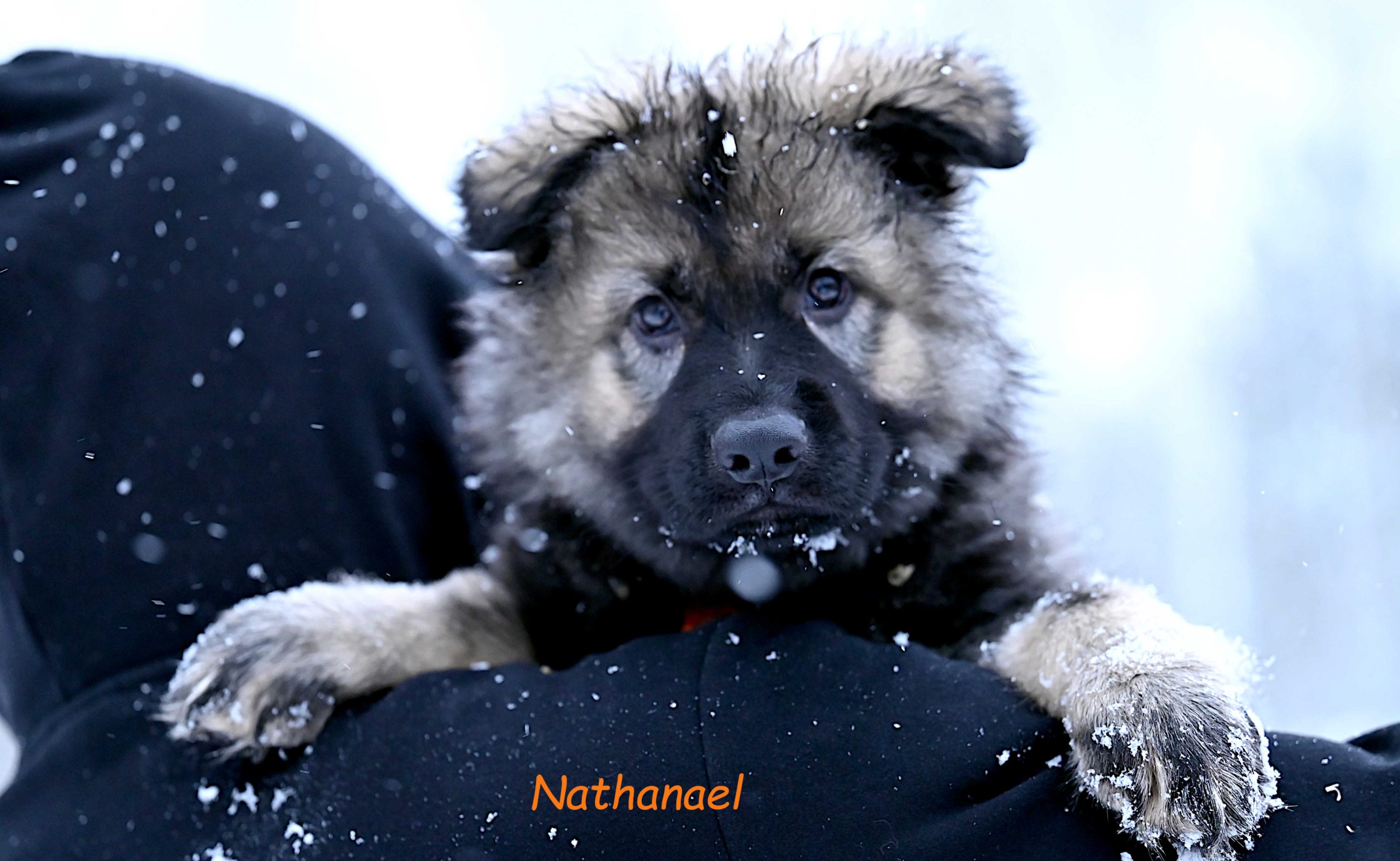 Miot NN – 9 tygodni (8)