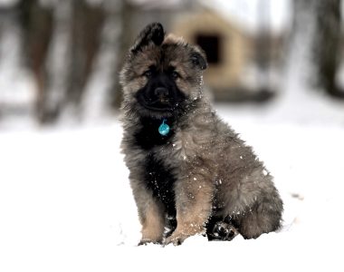 Miot NN – 8 tygodni