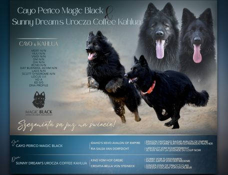 Wybierz Zapowiedź Miotu luty 2026