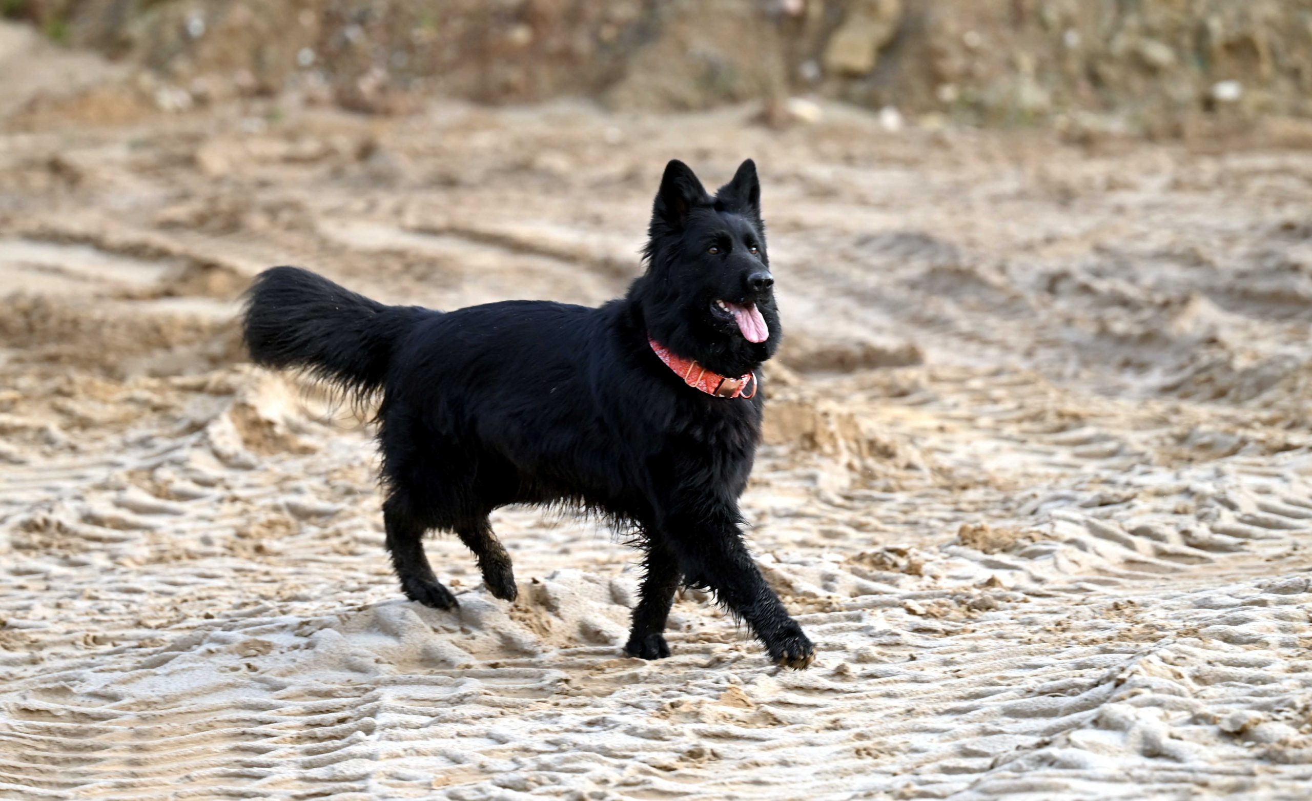 Zapowiedź Miotu luty 2026 (1)