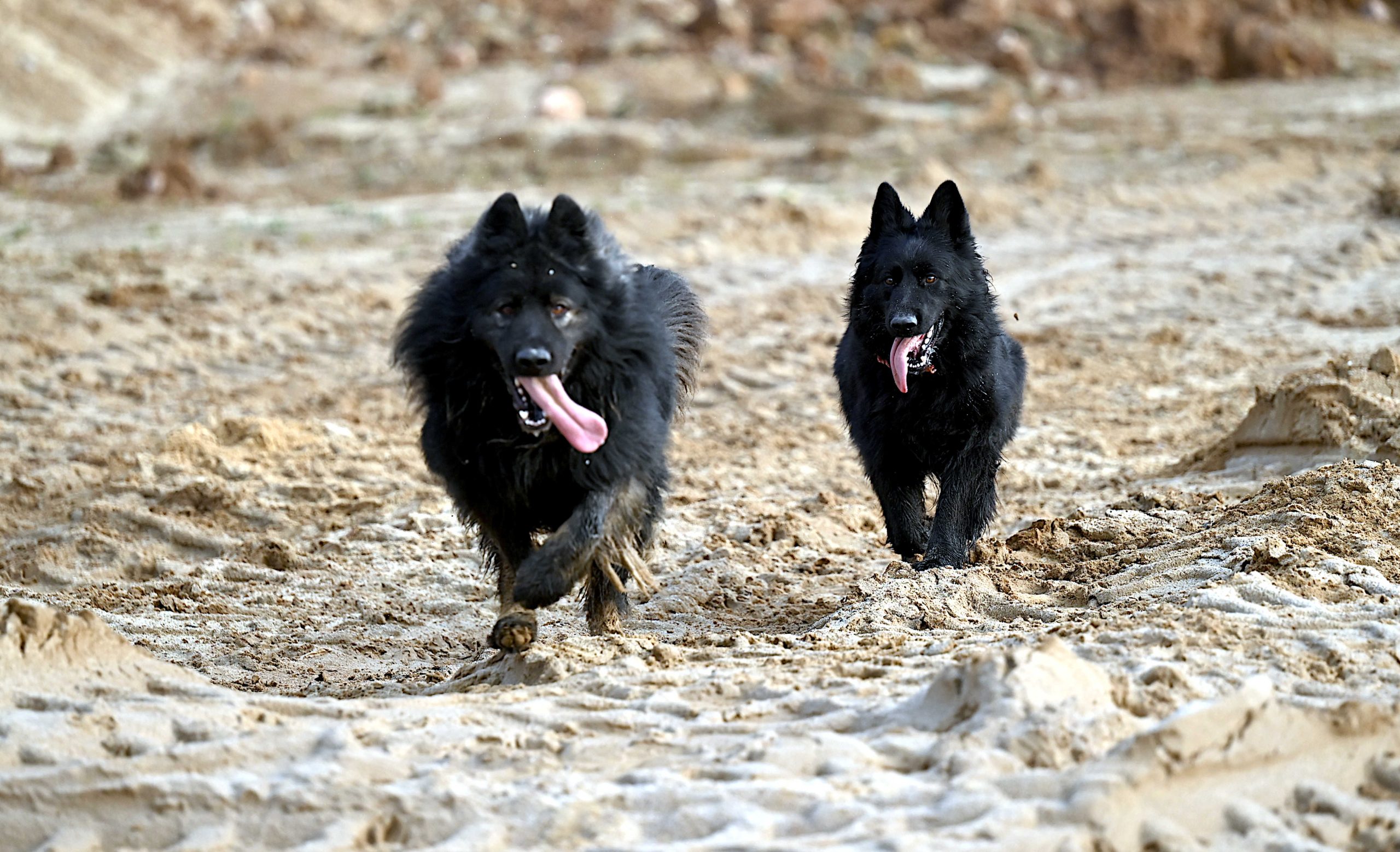 Zapowiedź Miotu luty 2026 (10)