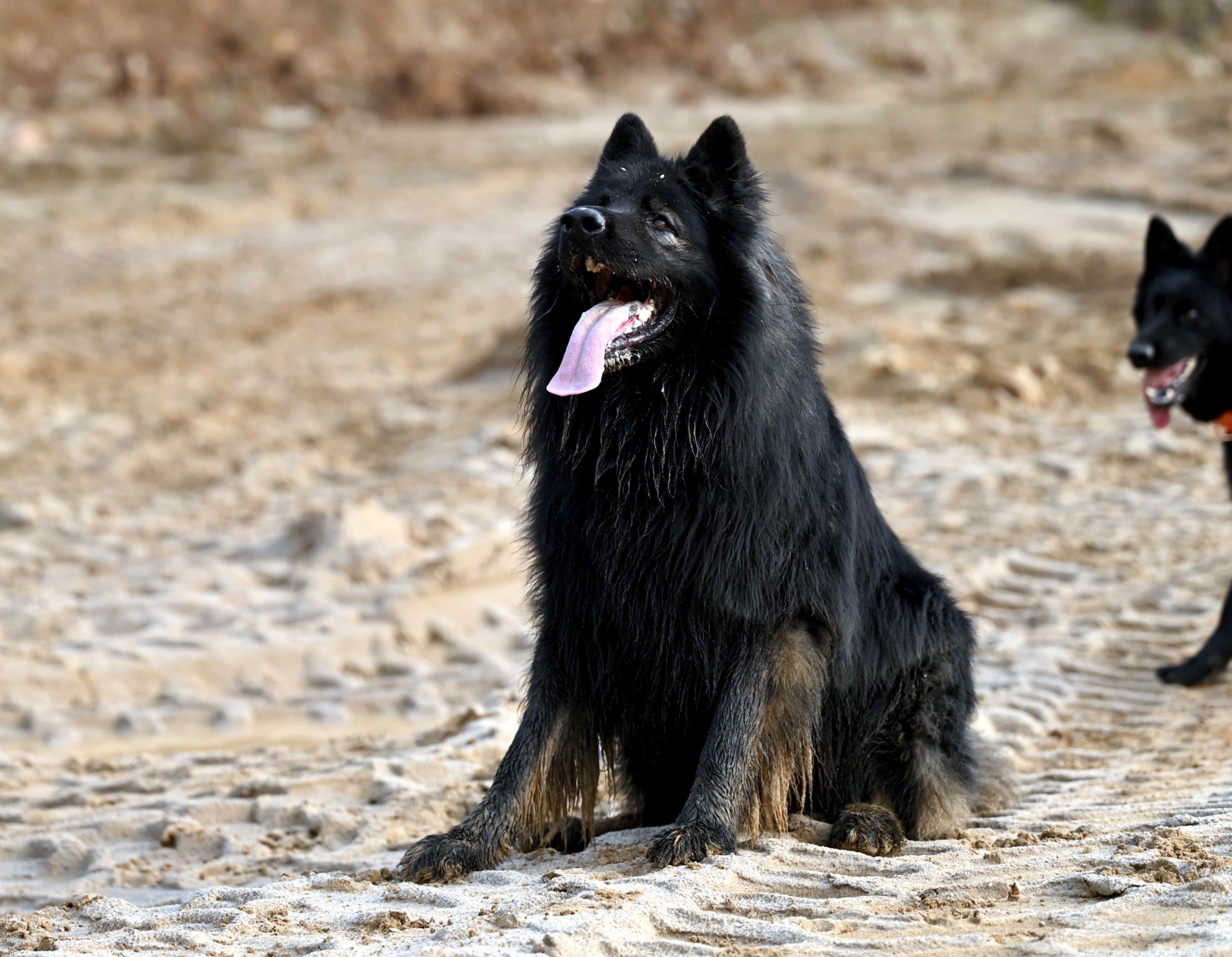 Zapowiedź Miotu luty 2026 (11)