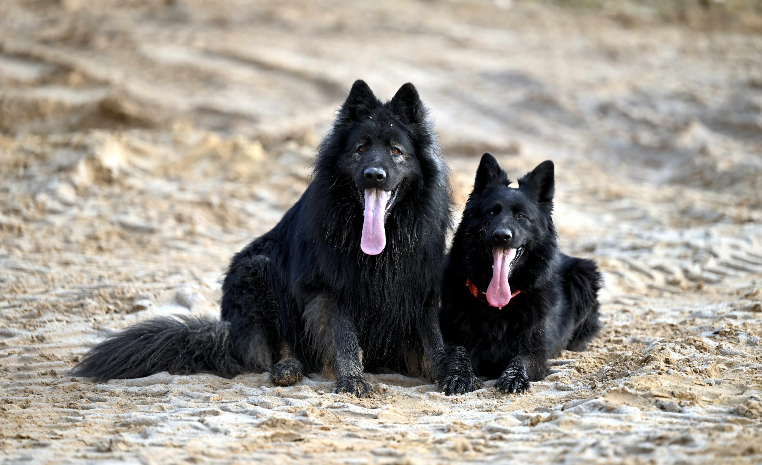 Zapowiedź Miotu luty 2026 (12)