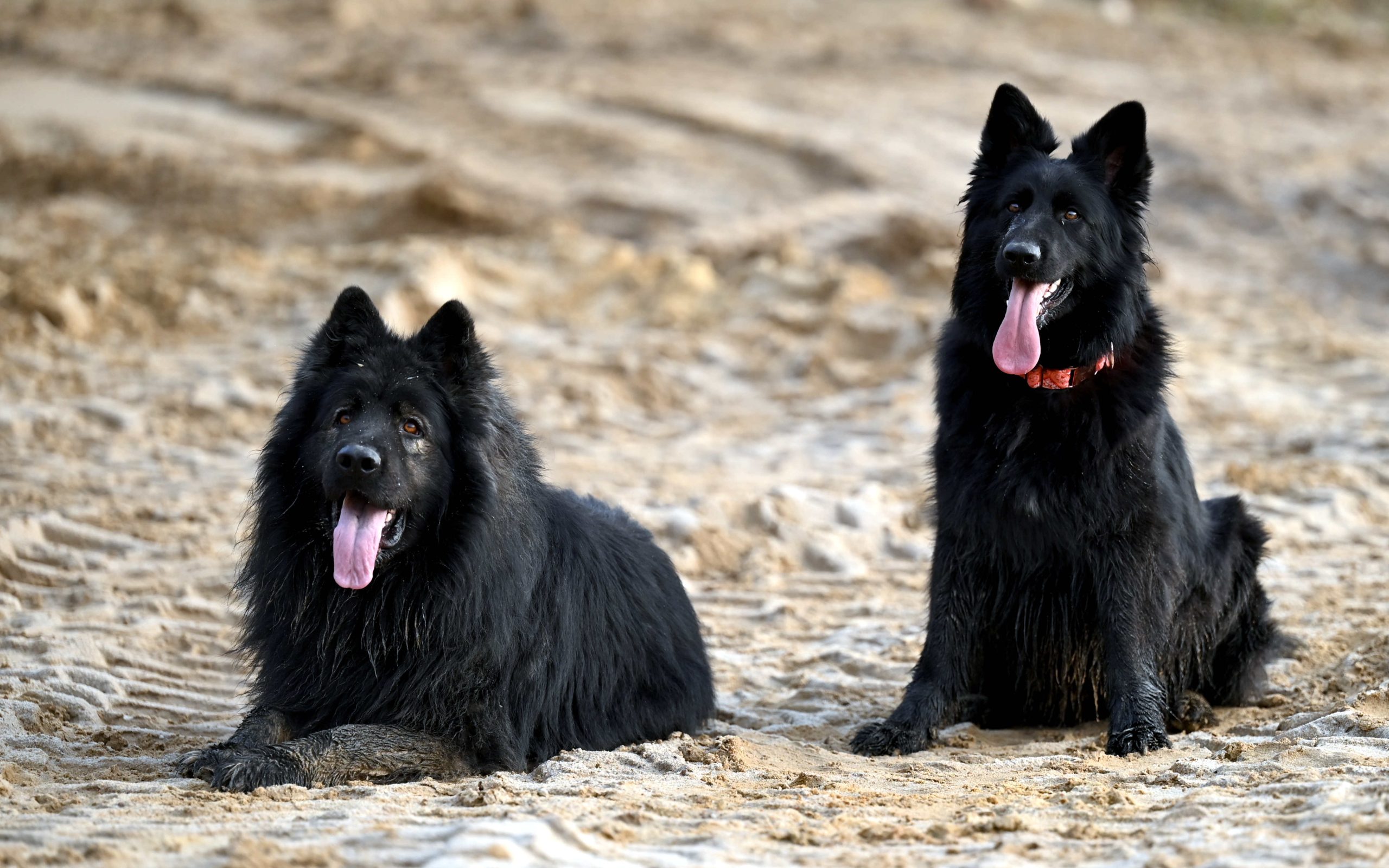 Zapowiedź Miotu luty 2026 (14)