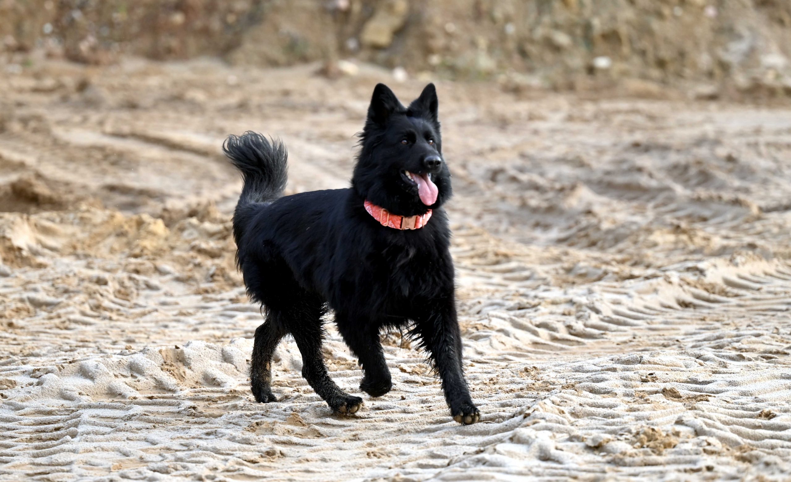 Zapowiedź Miotu luty 2026 (2)