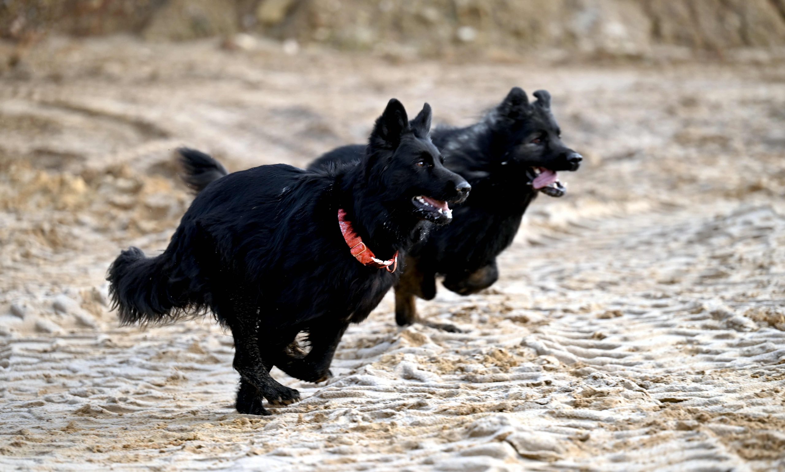 Zapowiedź Miotu luty 2026 (3)