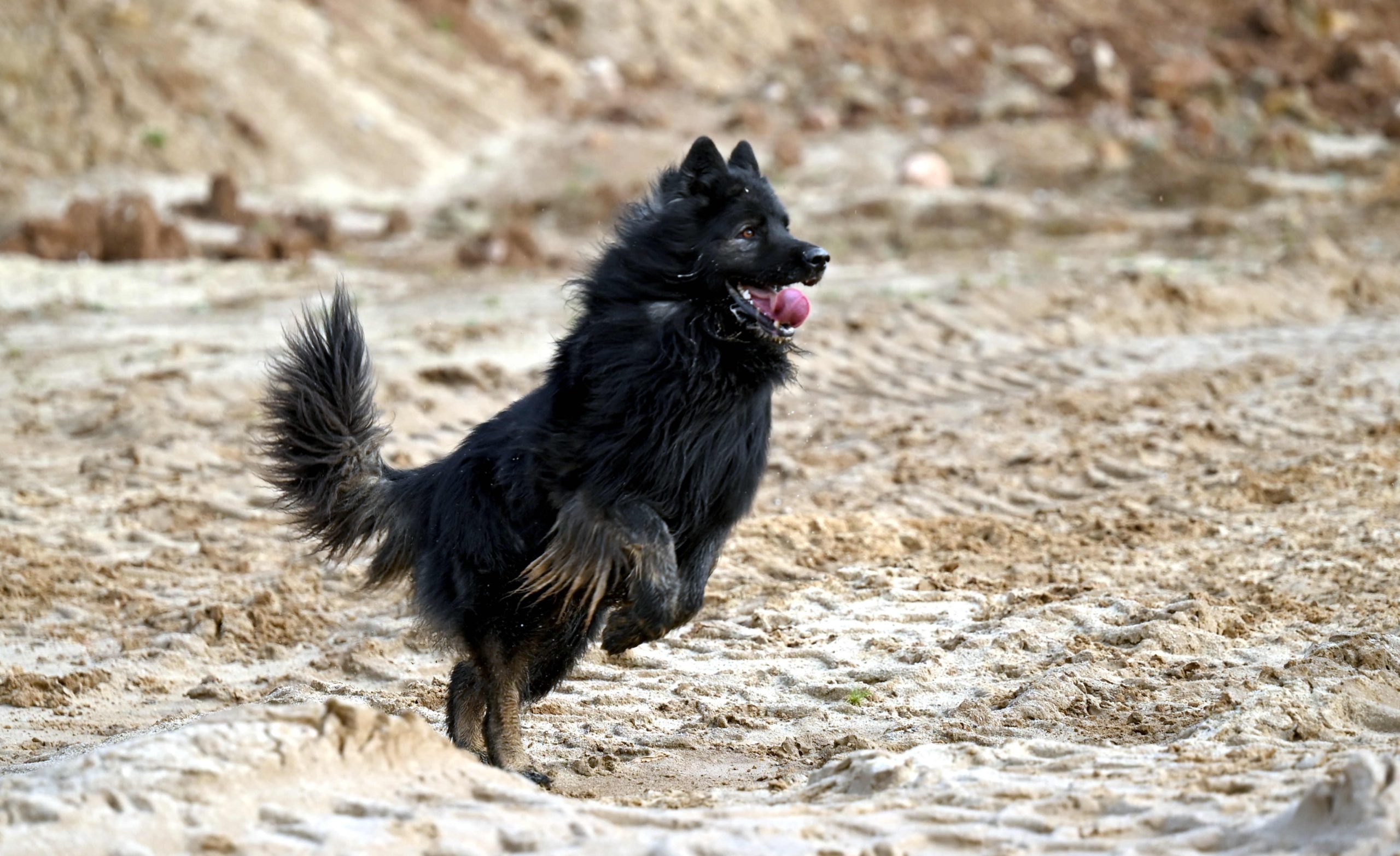 Zapowiedź Miotu luty 2026 (4)