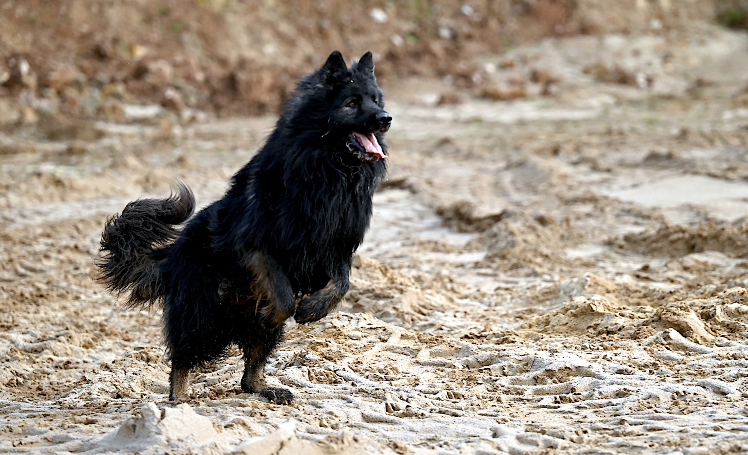 Zapowiedź Miotu luty 2026 (5)