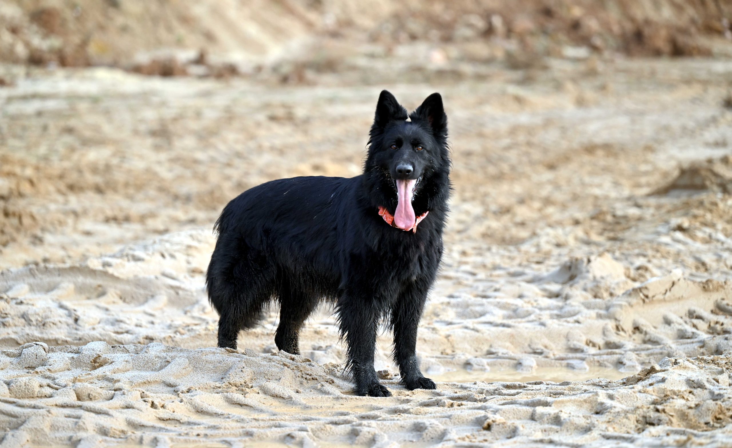 Zapowiedź Miotu luty 2026 (9)